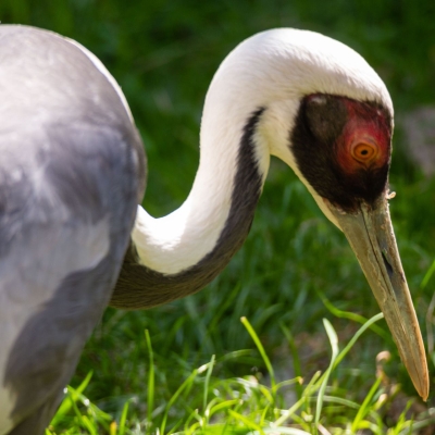 Witnekkraanvogel - De Zonnegloed - Dierenpark - Dieren opvangcentrum - Sanctuary